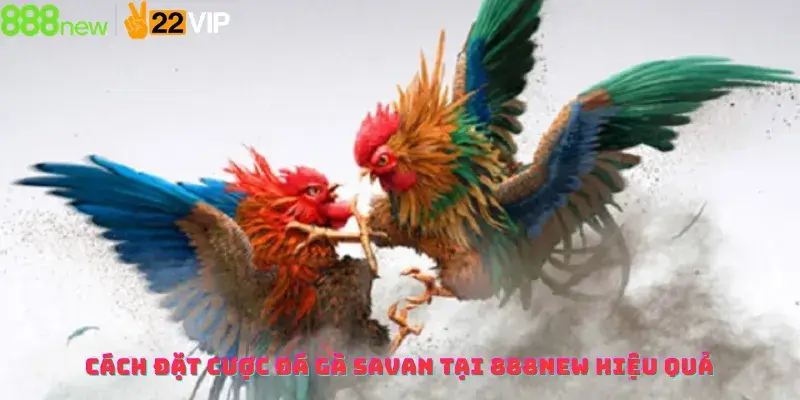 Cách đặt cược đá gà Savan tại 888NEW hiệu quả