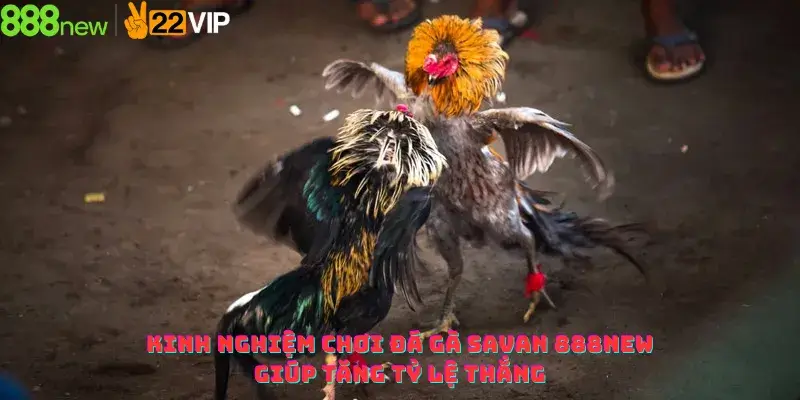 Kinh Nghiệm Chơi Đá Gà Savan 888NEW Giúp Tăng Tỷ Lệ Thắng
