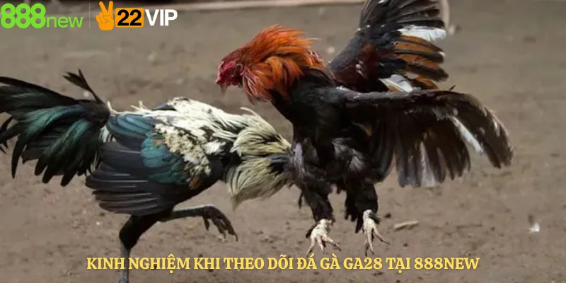 Kinh Nghiệm Khi Theo Dõi Đá Gà GA28 Tại 888new