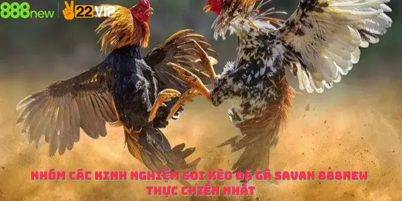Nhóm các kinh nghiệm soi kèo đá gà Savan 888new thực chiến nhất